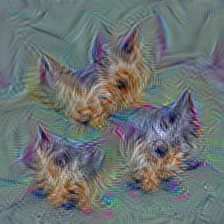n02096177 cairn, cairn terrier